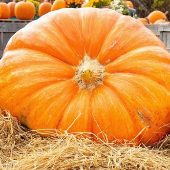 Pumpkin Patch - Pumpkin Patches Near Me - Las Vegas, Nevada Pumpkin Patch - Pumpkin Patches Near Me - Las Vegas, Nevada