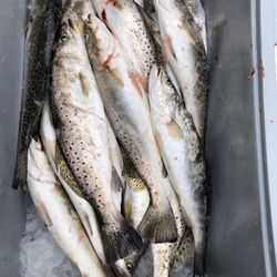 Tideline Charters