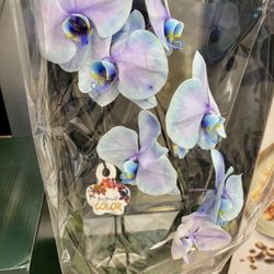 Beautiful Orchids!