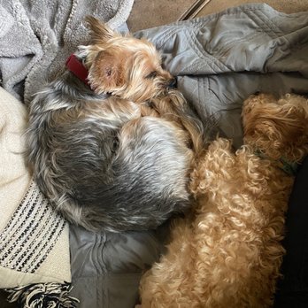 Royal Treatment - Two dogs before they were groomed - Pet Groomers Near Me - Baton Rouge, Louisiana Royal Treatment - Two dogs before they were groomed - Pet Groomers Near Me - Baton Rouge, Louisiana
