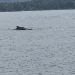Humpback Humpback