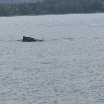 Allen Marine Tours - Humpback - Boating Near Me - Sitka, Alaska Allen Marine Tours - Humpback - Boating Near Me - Sitka, Alaska