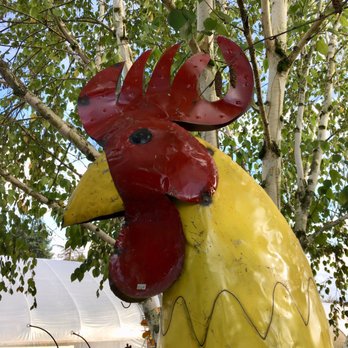 Godfrey Nursery - Godfrey Nursery, Aumsville. I do not know where Jennifer & Darren find these things ... a six-foot Rooster! - Nurseries & Gardening Near Me - Aumsville, Oregon Godfrey Nursery - Godfrey Nursery, Aumsville. I do not know where Jennifer & Darren find these things ... a six-foot Rooster! - Nurseries & Gardening Near Me - Aumsville, Oregon
