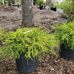 Tripp Landscaping