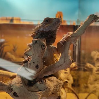 Fairplex - LA Pet Fair 2024 - Venues & Event Spaces Near Me - Pomona, California Fairplex - LA Pet Fair 2024 - Venues & Event Spaces Near Me - Pomona, California