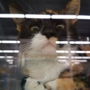 PetSmart Grooming - Pet Training Near Me - Bakersfield, California PetSmart Grooming - Pet Training Near Me - Bakersfield, California