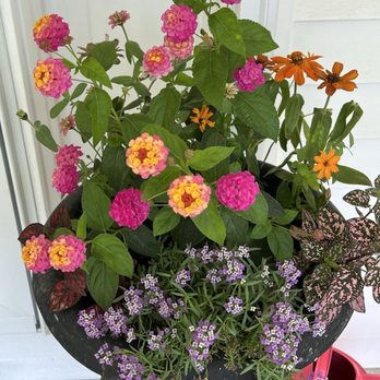 Strawberry Hill Farms - Assortment of annuals including lantana (my favorite) - Home & Garden Near Me - Columbia, Missouri Strawberry Hill Farms - Assortment of annuals including lantana (my favorite) - Home & Garden Near Me - Columbia, Missouri