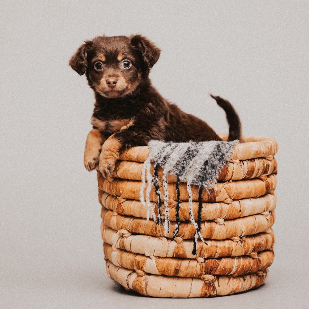 Lucy Thornton Photography - Puppy pictures - Event Photography Near Me Lucy Thornton Photography - Puppy pictures - Event Photography Near Me