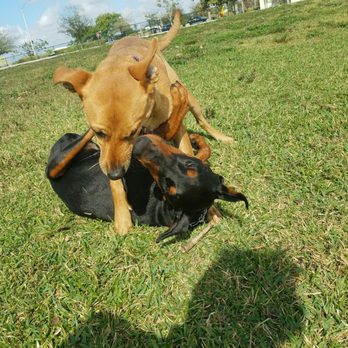 Bark Park - fun In the sun! - Dog Parks Near Me - Miami, Florida