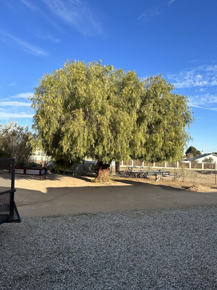LUCKY’S TREE EXPERTS 21 Photos Hesperia, CA Yelp