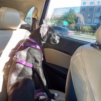 PetSmart Grooming - Pet Training Near Me - Ocala, Florida