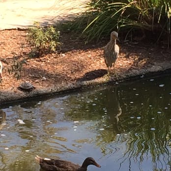 Garden Grove Main Library - Turtle, young Heron and Duck - Libraries Near Me - Garden Grove, California