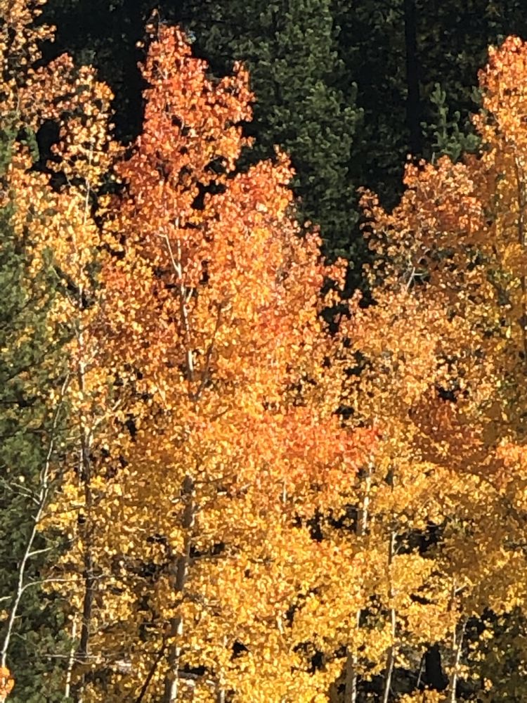 GI ASSOCIATES OF WEST ALABAMA Updated September 2024 1774 McFarland