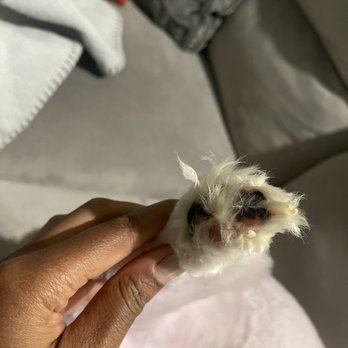 Fuzzy Tails Grooming Boutique - Dirty pee paws not trimmed - Pet Groomers Near Me - Richardson, Texas Fuzzy Tails Grooming Boutique - Dirty pee paws not trimmed - Pet Groomers Near Me - Richardson, Texas