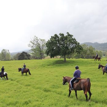4D Quarter Horses - Trail ride - Horseback Riding Near Me - Kailua-Kona, Hawaii