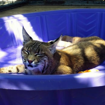 Project Survival's Cat Haven - Zoos Near Me - Dunlap, California Project Survival's Cat Haven - Zoos Near Me - Dunlap, California