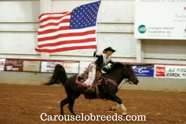 Social spots from Carousel O Breeds