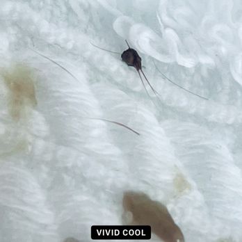 Pampered Pups Grooming - First eyelashes washed out of left eye. There have been a total of ten lashes to have come out of eye. - Pet Groomers Near Me - Arlington, Tennessee