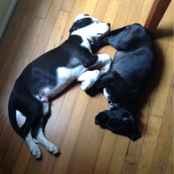 PAWS of Austin - 10 week old puppies, our sweet babies
