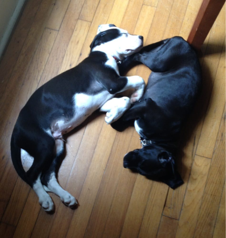 PAWS of Austin - pet boarding facility in Austin, TX