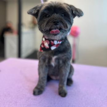 Adore Dog Salon - Pet Groomers Near Me - St Louis Park, Minnesota Adore Dog Salon - Pet Groomers Near Me - St Louis Park, Minnesota