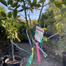 My grafted tree with 6 kinds of citrus My grafted tree with 6 kinds of citrus