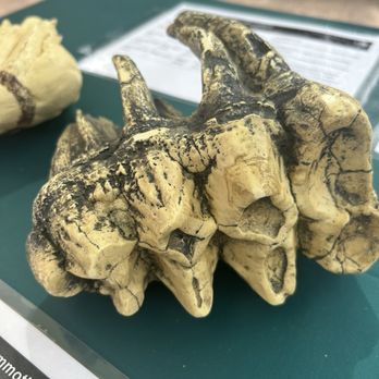 Waco Mammoth National Monument - Museums Near Me - Waco, Texas Waco Mammoth National Monument - Museums Near Me - Waco, Texas