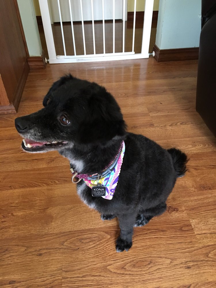 HAPPY TAILS PET MOBILE GROOMING 34 Photos & 68 Reviews Pittsburg