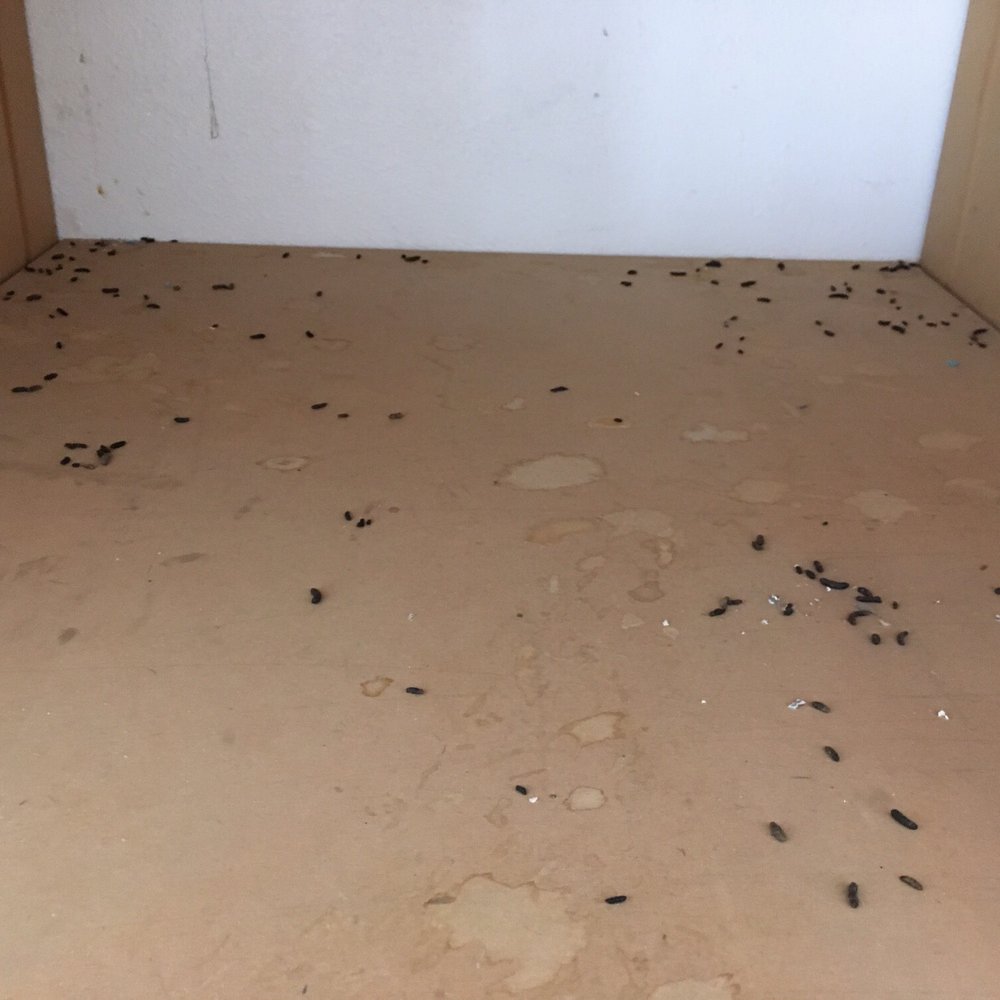 This is what we had to deal with because of this company, rat and mouse poop all over This is what we had to deal with because of this company, rat and mouse poop all over