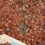 Photo of Jasper's Pet Waste Management