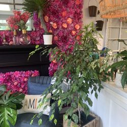 Erica's Garden - Decorative wooden planter and small indoor trees