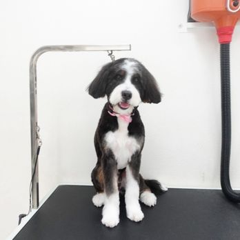 OC Pawtastic Grooming - After - IG @iheart.summer - Pet Groomers Near Me - La Palma, California