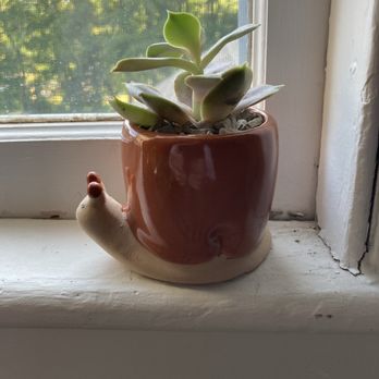 Potter’s Green & Gift - Snail so cute - Indoor Landscaping Near Me - Dover, New Hampshire