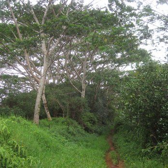 Moalepe Trail - Hiking Near Me - Kapaa, Hawaii