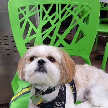 CALI - Tampa Palms - Thank you for being doggie friendly - New American Near Me - Tampa, Florida CALI - Tampa Palms - Thank you for being doggie friendly - New American Near Me - Tampa, Florida