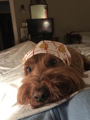 Hair Of The Dog Wash and Groom by null