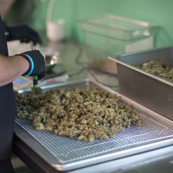 Harbor House Collective - Hand trimmed to perfection
