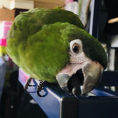 Canoga Discount Birds by null