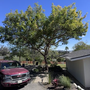Westview Tree Experts - Side yard tree trimmed - Tree Services Near Me - Vista, California