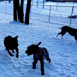 Chisago City Dog Park