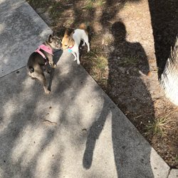 Pooch Pines Dog Park