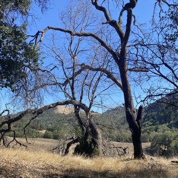 Sugarloaf Ridge State Park - Wait...more trees! - Parks Near Me - Kenwood, California Sugarloaf Ridge State Park - Wait...more trees! - Parks Near Me - Kenwood, California