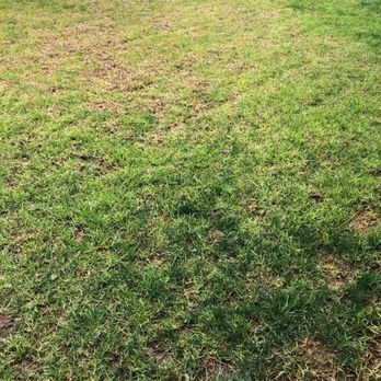 TruGreen Lawn Care - If you could fix this? - Tree Services Near Me - Irwindale, California TruGreen Lawn Care - If you could fix this? - Tree Services Near Me - Irwindale, California