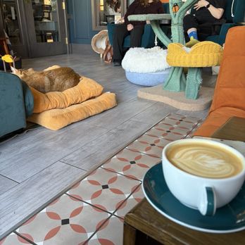 Catzen Coffee - Coffee & Tea Near Me - Saint Paul, Minnesota Catzen Coffee - Coffee & Tea Near Me - Saint Paul, Minnesota