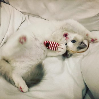 AdorableDolls Ragdolls - Attack! - Pet Breeders Near Me AdorableDolls Ragdolls - Attack! - Pet Breeders Near Me
