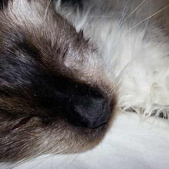 Cats Exclusive - My precious boy comforted postsurgery... - Animal Shelters Near Me - Margate, Florida Cats Exclusive - My precious boy comforted postsurgery... - Animal Shelters Near Me - Margate, Florida