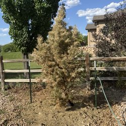 Valley Grown Nursery - Dead pinion pine tree.