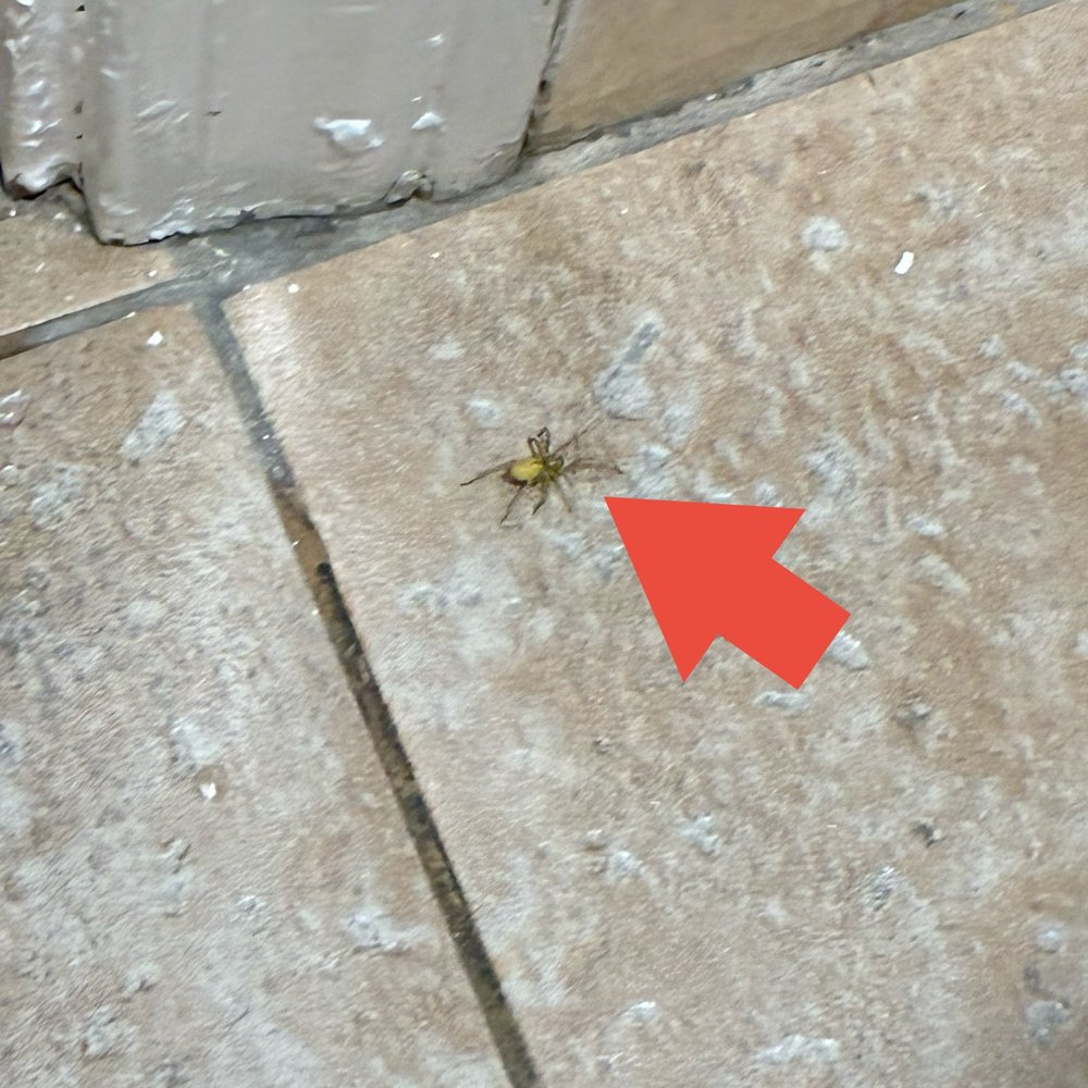 Carlton Motor Lodge - Spider in the bathroom floor - Hotels Near Me - Studio City, California Carlton Motor Lodge - Spider in the bathroom floor - Hotels Near Me - Studio City, California