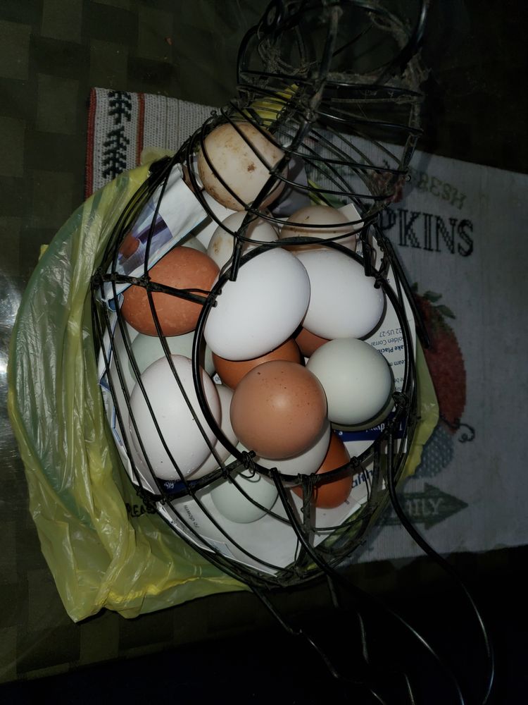 Organic Forest - beekeeping in Lorida, FL