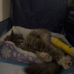 West Plains Animal Hospital